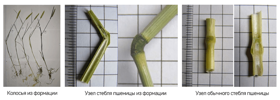 Изменения колосьев в кругах на полях